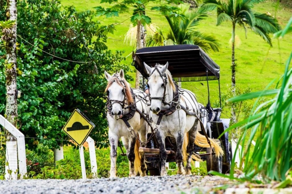 Dois cavalos brancos puxam uma carruagem preta em uma estrada rural de cascalho com uma placa de alerta de colina e uma vegetação verdejante ao fundo no Hotel Fazenda Casarão do Vale, um dos hotéis fazenda em Santa Catarina..