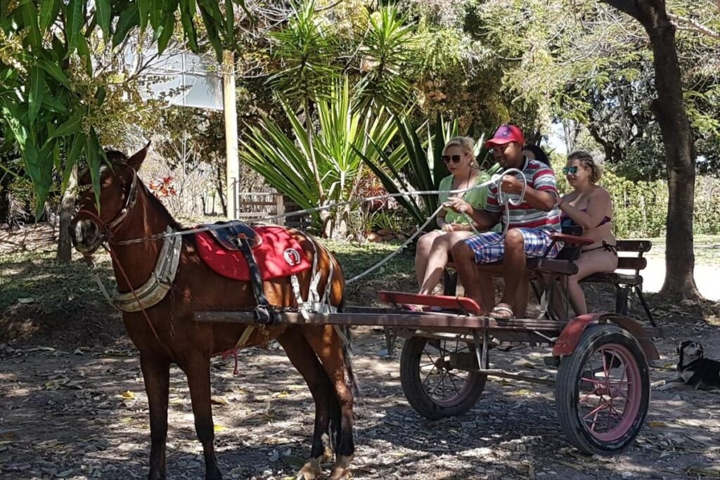 A imagem mostra um passeio de charrete em um ambiente ao ar livre no Hotel Fazenda Coninho. Um cavalo marrom, com uma sela vermelha, está atrelado à charrete, enquanto um homem com boné vermelho está segurando as rédeas e conduzindo o passeio. Na charrete, sentadas atrás dele, estão três mulheres, uma usando óculos de sol. Elas parecem estar aproveitando o passeio em meio à vegetação, que inclui árvores e plantas tropicais. Ao fundo, há sombra das árvores e um ambiente rural, sugerindo um passeio tranquilo e relaxante na natureza.