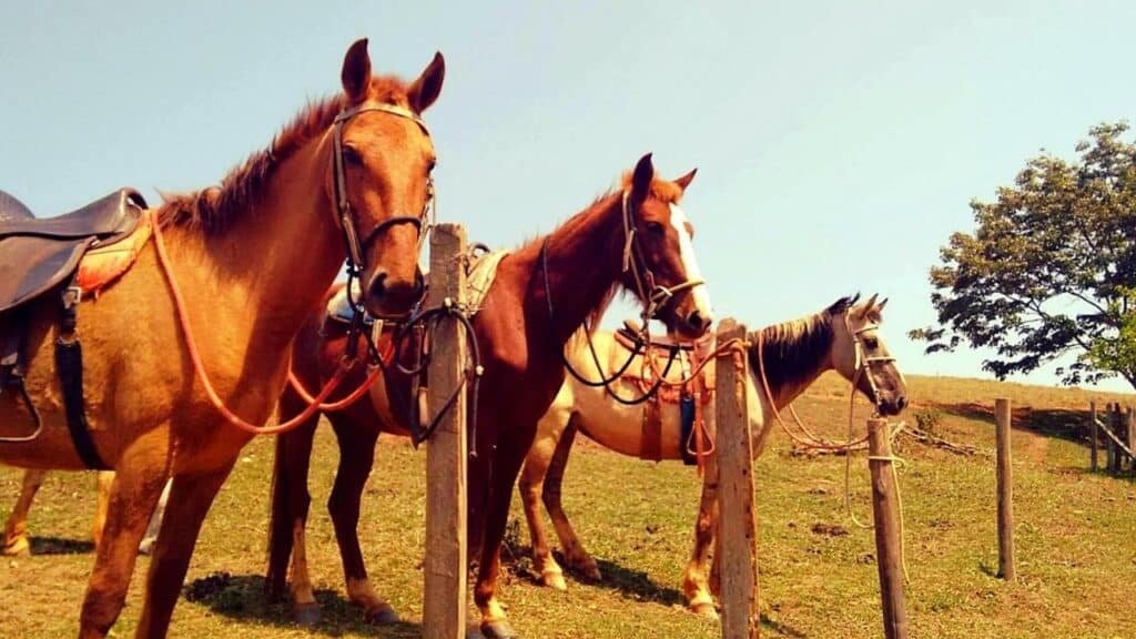 A imagem mostra três cavalos amarrados a uma cerca de madeira em um campo ensolarado. Os cavalos estão selados, prontos para serem montados. Dois cavalos são marrons e um é branco com manchas marrons. Eles estão de pé, olhando em direções diferentes, enquanto o céu está claro e azul. Ao fundo, há uma leve inclinação no terreno, com algumas árvores e grama verde, criando um cenário rural e tranquilo. Esse é o Hotel Fazenda Menino da Porteira, um dos hotéis-fazenda em Minas Gerais.