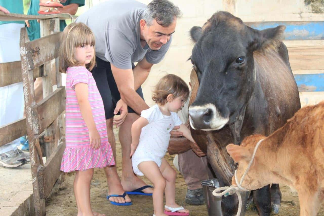 Na imagem, vemos duas crianças pequenas, uma delas usando um vestido listrado rosa e outra com um body branco, interagindo com uma vaca em um ambiente rural no Parque do Avestruz Eco Resort. Um homem, possivelmente um cuidador ou parente, está ajudando as crianças a se aproximarem do animal, com uma expressão de cuidado. A vaca está de pé, tranquila, ao lado de um bezerro que também está presente na cena. Há um balde de metal no chão, sugerindo que estão ordenhando ou se preparando para isso. O ambiente é de fazenda, cercado por cercas de madeira.