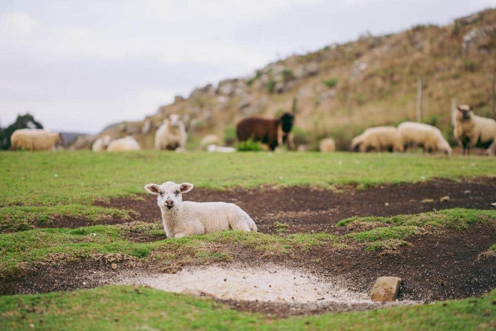 Cordeiro deitado na grama verde com manchas de terra, enquanto várias outras ovelhas pastam em uma encosta ao fundo no Hotel Fazenda Rota dos Cânions, um dos hotéis fazenda em Santa Catarina.